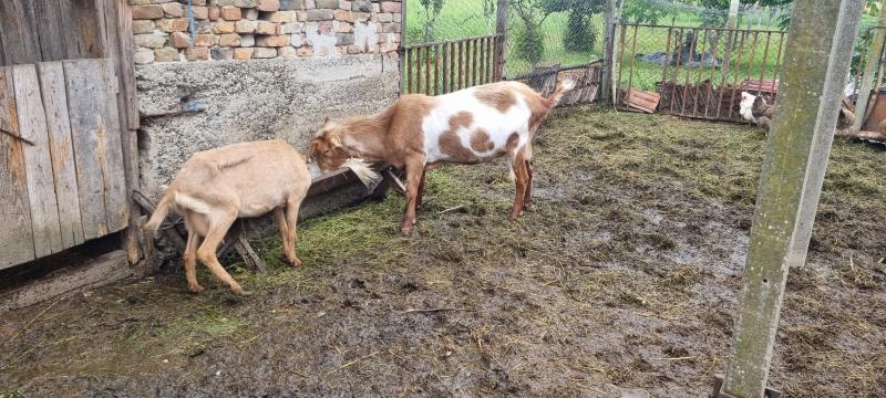 Jarac 3 godine 